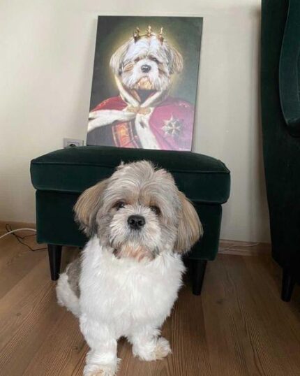 kral shihtzu tablosu