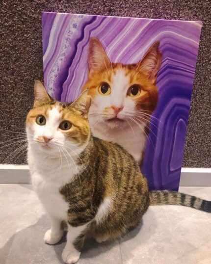 pop art özel tasarım kedi çizimi