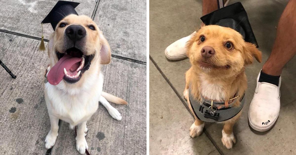 gururlu sokak köpek pozu