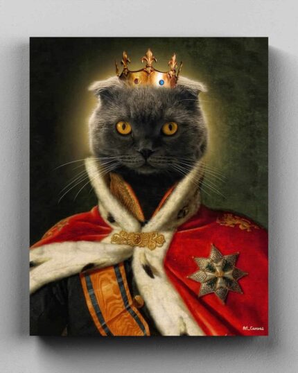 siyah scottish kral kedi