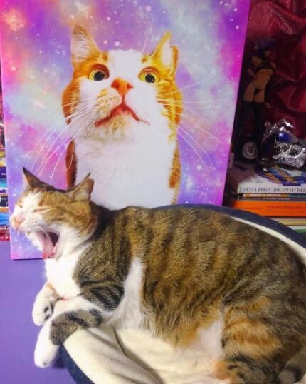 galaksi kedi popart tablosu