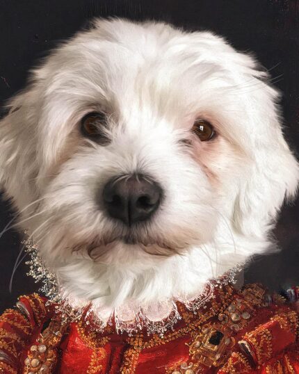 maltese terrier kralice portresi 2