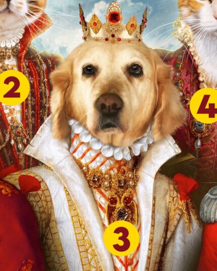 yaşlı labrador kralice tablosu