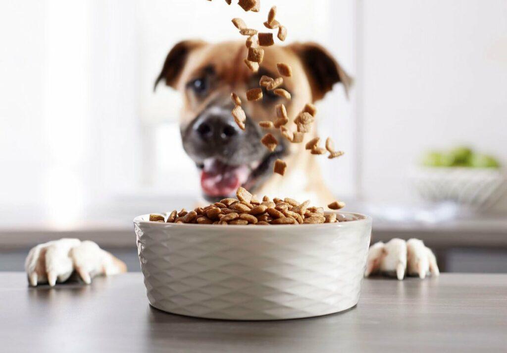 en iyi köpek maması