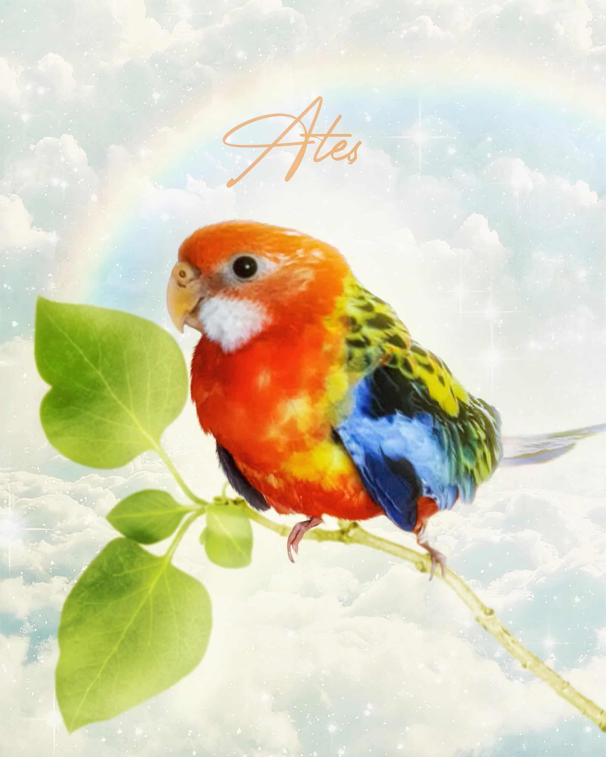 A Vibrant Parrot With Red, Yellow, Blue, And Green Feathers Sits On A Leafy Branch Beneath A Dreamy Sky With Clouds And A Rainbow. &Amp;Quot;Ates&Amp;Quot; Appears Above In This Charming Custom Design Canvas – The Paradise Pet Art Print. A vibrant parrot with red, yellow, blue, and green feathers sits on a leafy branch beneath a dreamy sky with clouds and a rainbow. "Ates" appears above in this charming Custom Design Canvas – The Paradise pet art print.
