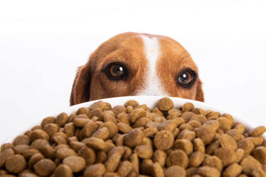 How To Identify Quality Dog Food? | 2025 Dog Foods Guide 2 kopek mamasi beagle