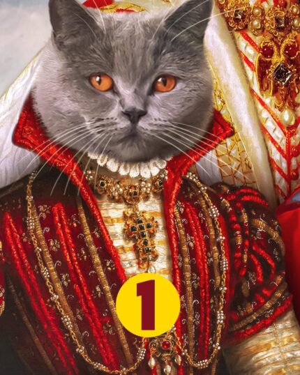 kırmızı kralice scottish kedi