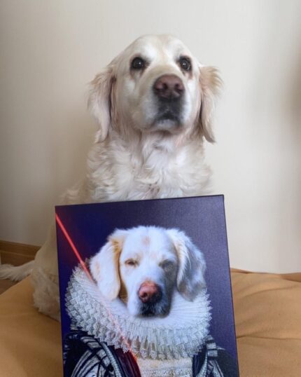 golden retriever kraliçe köpek