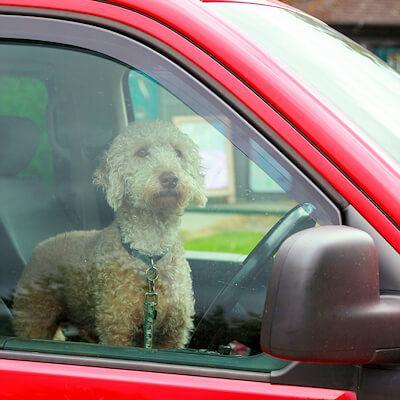 arabada kopek birakmak