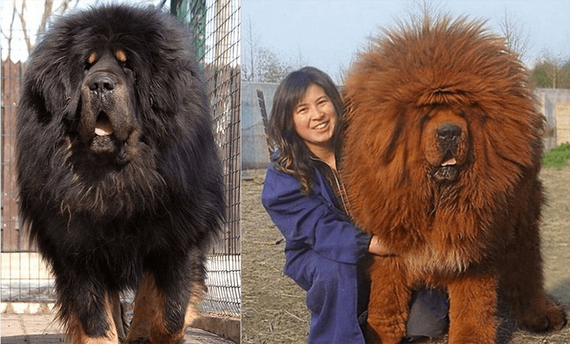 cok tuylu kopek cinsleri