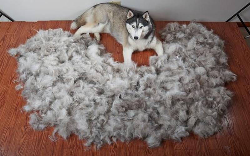 husky kopek yaz trasi