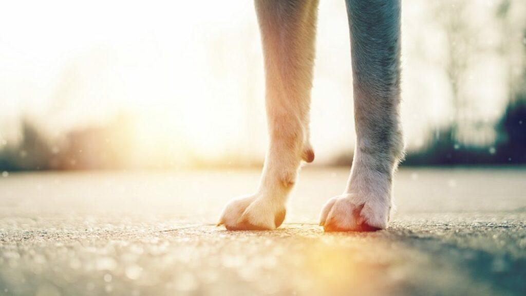 sicak asfalt kopekler