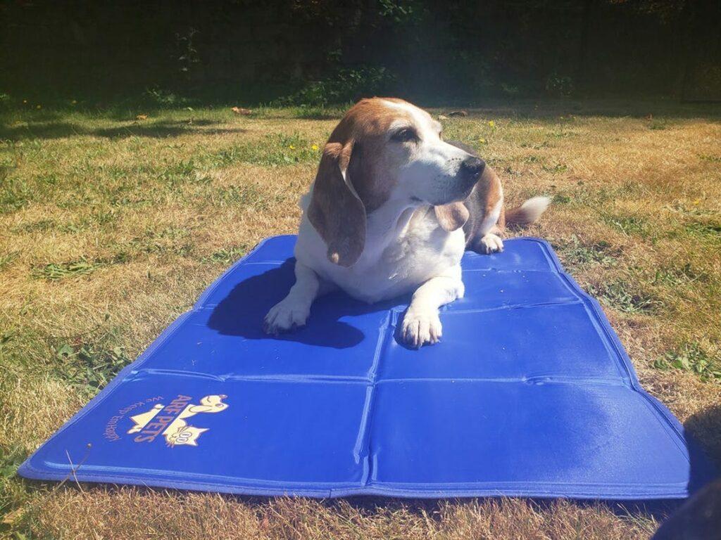 sogutucu kopek matlari