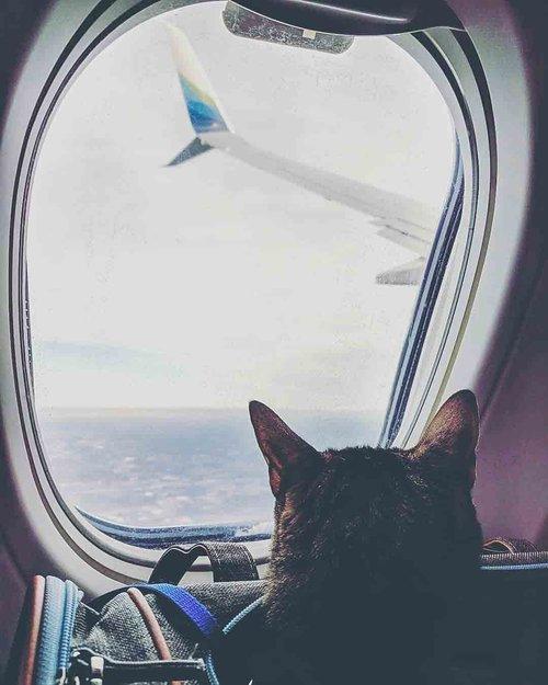 Life-Saving Advices For Those Who Will Take A Flight With A Cat 4 kedi ucak seyahat