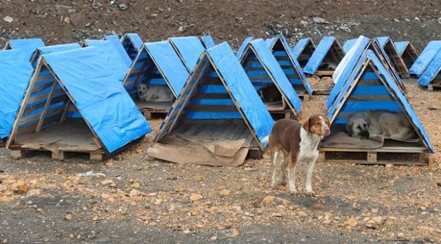 What Can We Do For Animals During Winter? 11 1179847