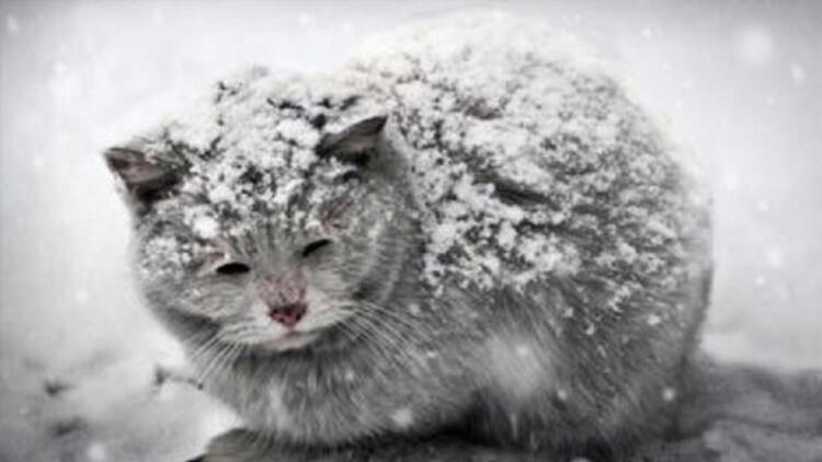 What Can We Do For Animals During Winter? 2 55eaff2cf018fbb8f8a43eee