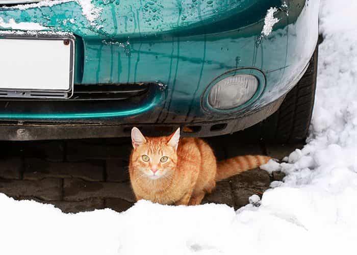 What Can We Do For Animals During Winter? 4 80432 soguk 5