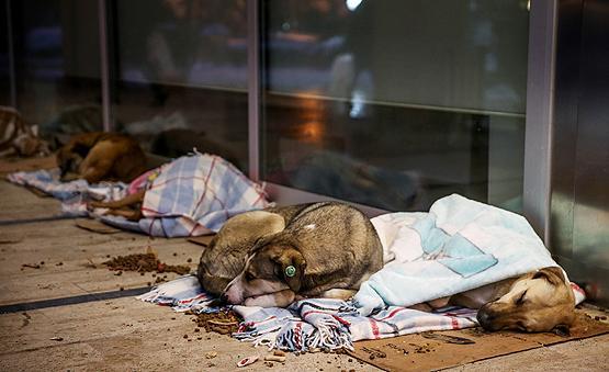 What Can We Do For Animals During Winter? 5 eski battaniye