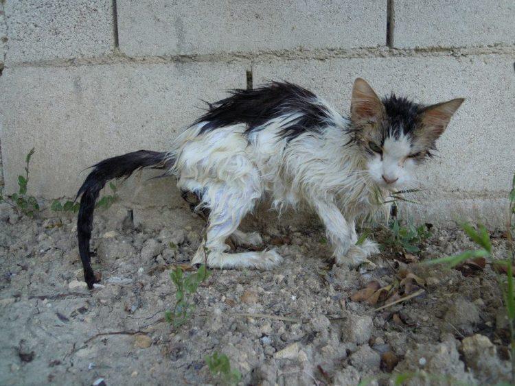 What Can We Do For Animals During Winter? 3 hasta hayvan 750x563 1