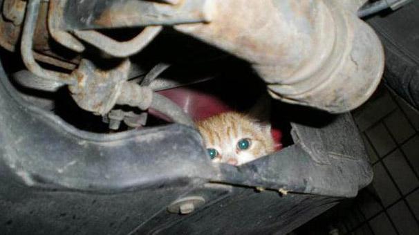 What Can We Do For Animals During Winter? 12 kaputa vur