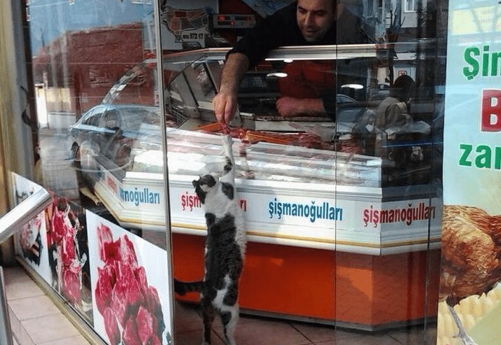 What Can We Do For Animals During Winter? 6 kedi kasap