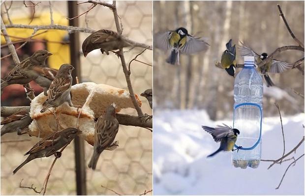 What Can We Do For Animals During Winter? 14 kus yemlik kis