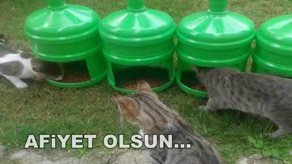 What Can We Do For Animals During Winter? 9 maxresdefault