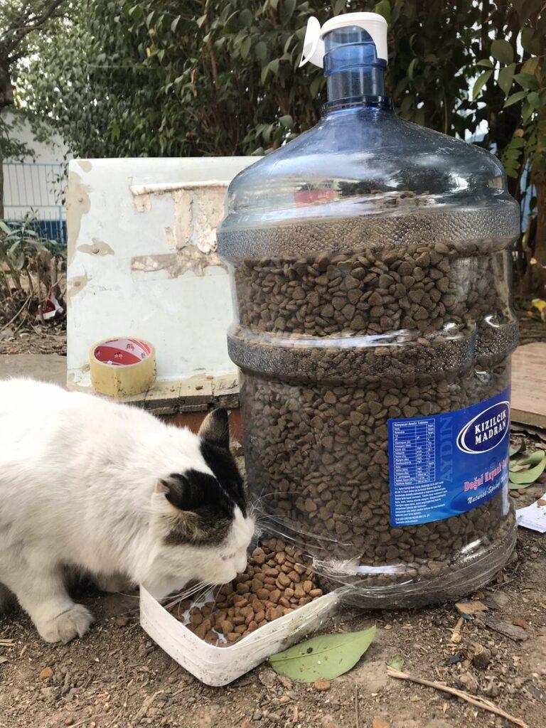 What Can We Do For Animals During Winter? 13 of461734k73p