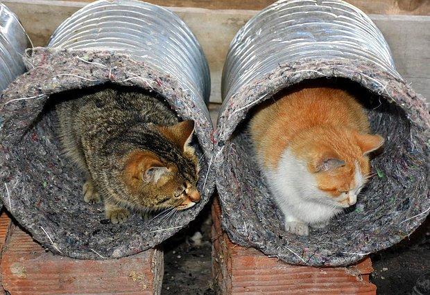 What Can We Do For Animals During Winter? 7 s 5800d61a2c5a1e5e18ffd8a3c2ac7f7c11dd494f