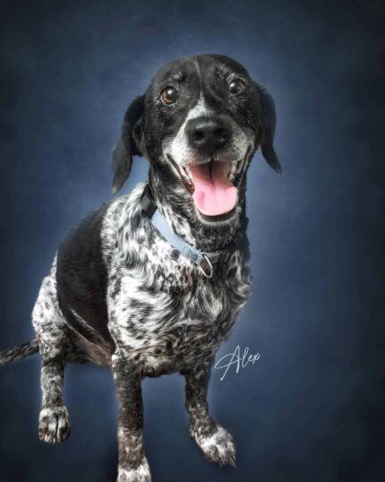 A happy black and white dog with a speckled coat sits against a dark blue background, wearing a light blue collar—showcasing the Masterpiece Portrait - Dark Blue, ideal for your custom pet canvas.