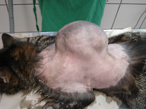 Fibrosarcoma In Cats: Understanding Vaccine-Associated Tumors | 2025 3 FelineVAS300