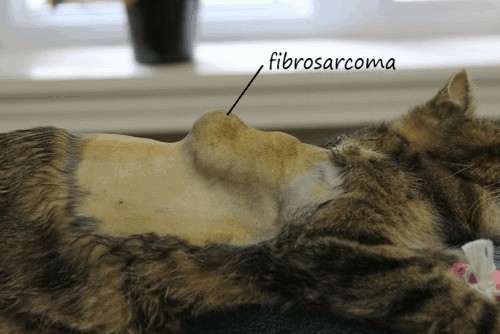 Fibrosarcoma In Cats: Understanding Vaccine-Associated Tumors | 2025 2 fibrosarcoma in cat