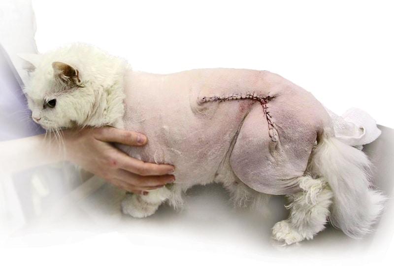 Fibrosarcoma In Cats: Understanding Vaccine-Associated Tumors | 2025 4 fibrosarcoma