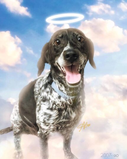 A black-and-white dog with a glowing halo sits on soft clouds under a blue sky, symbolizing its passing. "Alex" and "2007–∞" appear on The Angel #2 - Custom Design Pet Canvas, a touching tribute to your beloved pet.