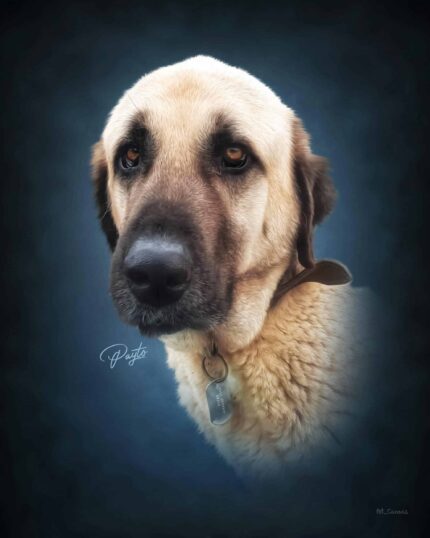 Capture your pet's personality with the Masterpiece Portrait - Dark Blue: a custom canvas featuring a large dog with light brown fur, dark muzzle, and expressive eyes against a softly blurred dark blue background.