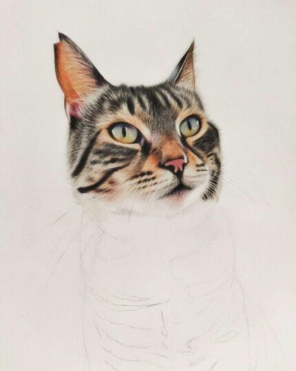 A Hyperrealist Color Pencil Animal Painting of a tabby cat’s head, with green eyes and a pink nose, is nearly finished. Its body and collar are lightly sketched on a plain white background—ideal for custom canvas printing.