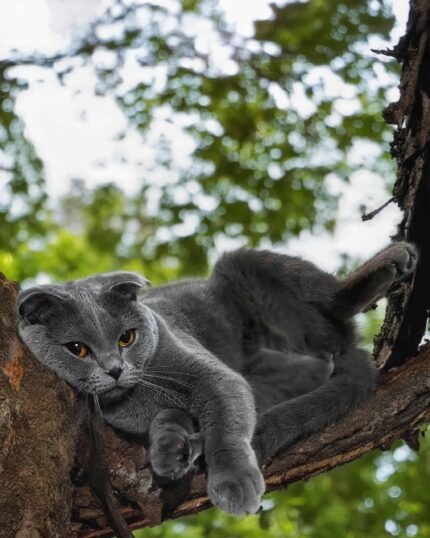 A grey cat with folded ears lounges on a sunlit branch, surrounded by green leaves—an ideal scene for Propose an Idea – Custom Design Pet Portrait to capture your feline’s charm on a premium canvas.