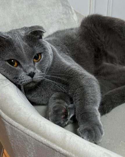 A gray Scottish Fold with folded ears lounges on a light chair, gazing at the camera—ideal inspiration for your Propose an Idea – Custom Design Pet Portrait.