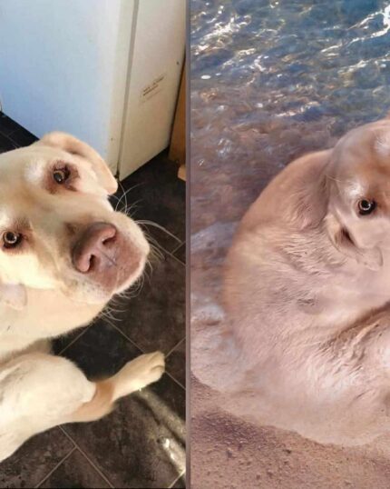 Side-by-side photos of a yellow Lab indoors and on the beach—perfect inspiration for your Propose an Idea – Custom Design Pet Portrait.