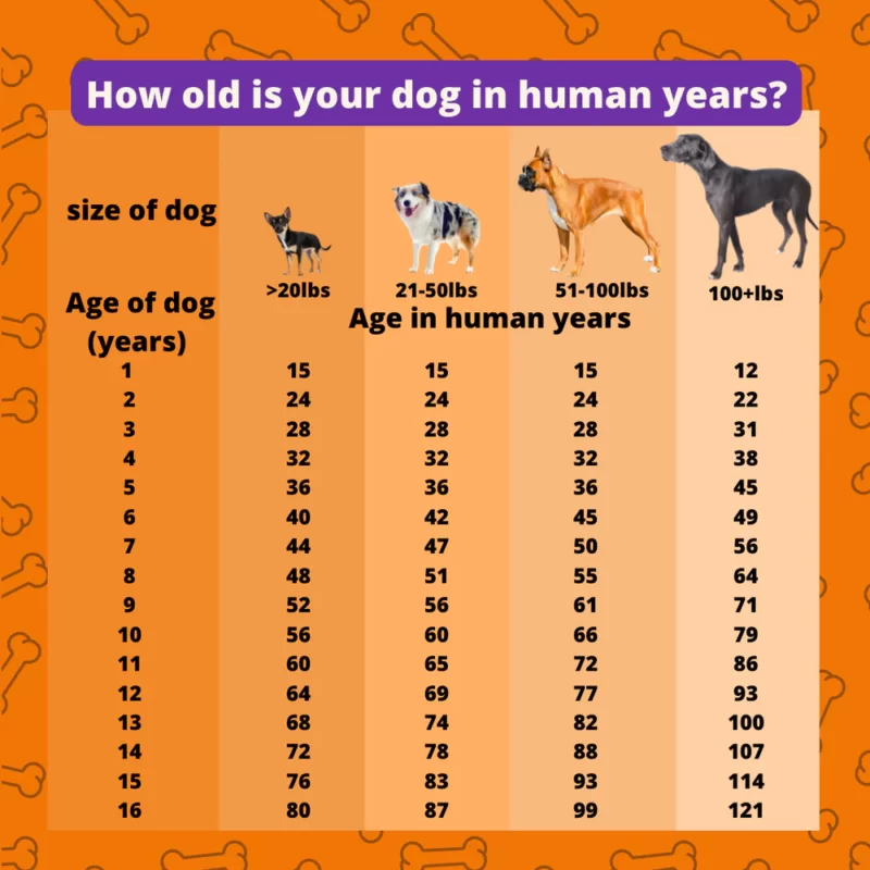 Köpeğiniz insan yaşına göre kaç yaşında 1000x
