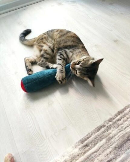 A brown tabby cat lies on a light wooden floor, playfully biting and hugging the blue Pawdaz Catnip Fish Toy—an interactive treat for feline anxiety relief and fun, perfect inspiration for a custom design pet canvas.