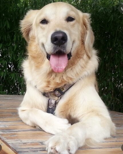 Happy Golden Retriever portrait, pet canvas wall art for dog lovers.