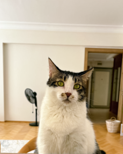 Parlak sarı gözlü siyah beyaz bir kedi iç mekanda oturuyor ve Regal Feline Elegance - Özel Kraliyet Evcil Hayvan Portresi'ne ilham veriyor. Arka planda bir vantilatör, televizyon, açık koridor kapısı, açık renkli duvarlar ve ahşap zeminler yer alıyor.