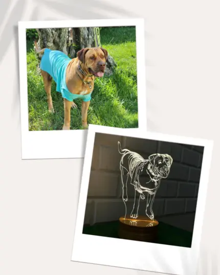 A photo of a brown dog in a blue shirt outdoors sits above a glowing dog-shaped lamp, both styled like Polaroids on a light background—perfect inspiration for your own Customized Pet Lamp Design.
