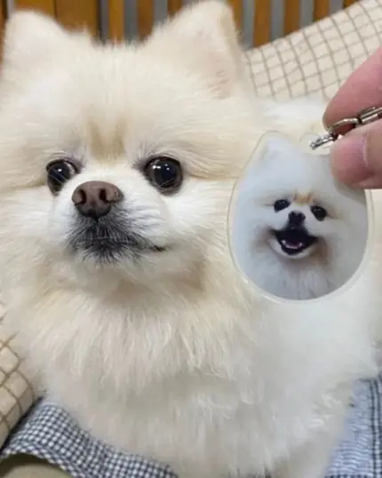 A fluffy white Pomeranian sits on a bed while someone holds a Personalized Animal Printed Plexiglass Keychain featuring a smiling cartoon version of the dog—perfect inspiration if you want to create your own custom pet canvas.