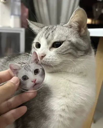A person holds a Personalized Animal Printed Plexiglass Keychain featuring a cartoon cat face next to a real gray and white cat, who sniffs the keychain—perfect for capturing your pet’s likeness in a unique accessory.