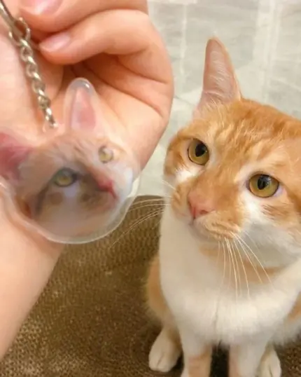 A person holds a Personalized Animal Printed Plexiglass Keychain featuring a cat's face next to a real orange and white cat on the floor, both looking the same way—perfect inspiration for custom pet keychains.