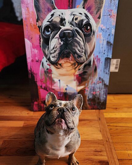 A French Bulldog sits on a wooden floor before a Custom Design Abstract Pet Portrait, featuring an abstract background. The dog looks up, mirroring its pose captured in the vibrant portrait behind it.